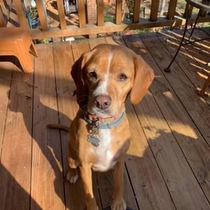 Meet your Posher, Ginger